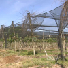 Plantación de kiwis en Losar de la Vera