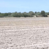 Parcela destinada al cultivo de cáñamo