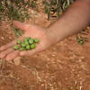 Aceitunas en Tierra de Barros