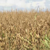 Explotación de maíz de Extremadura