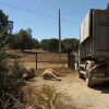 Más de 2.000 vacas murieron a causa del virus en Extremadura