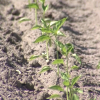 Cultivo del tabaco en el norte de Cáceres