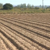 Campaña de tomate en Extremadura