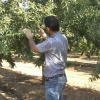 Cultivo de la almendra en Extremadura