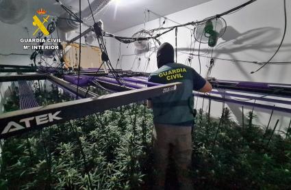 Cultivo de marihuana en Trujillanos