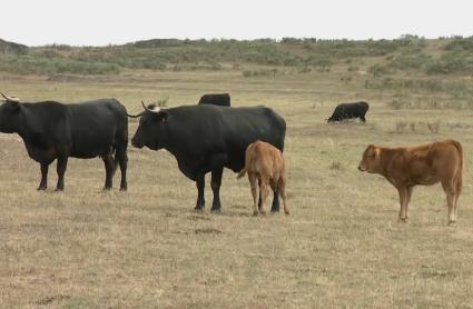 La Junta suaviza el Plan de Erradicación de la Tuberculosis Bovina en la región