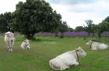 razas autóctonas