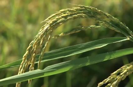 Cultivo del arroz en Extremadura