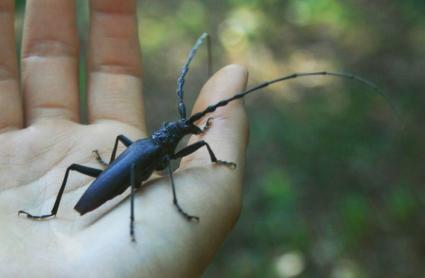 Escarabajo cerdo