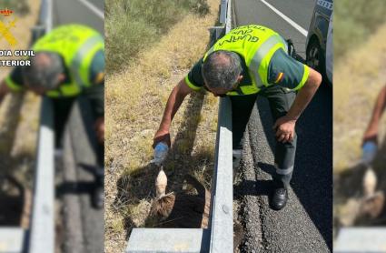 La Guardia rescata a un buitre leonado