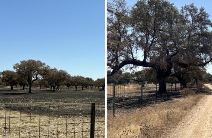 Incendios provocados en la provincia de Badajoz