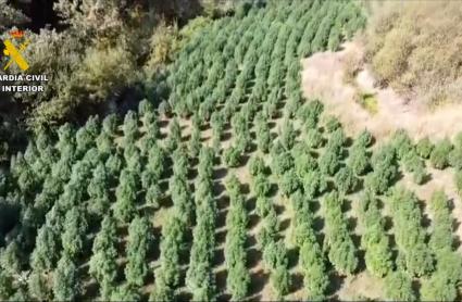 Macroplantación de marihuana