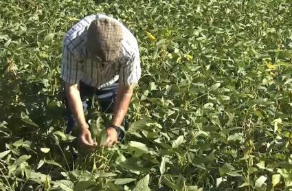 Cultivo de la soja en Extremadura