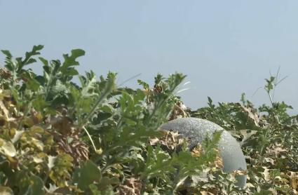 Melones y sandías en Extremadura