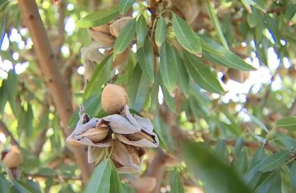 Proyecto Capota para el mejor aprovechamiento de la almendra