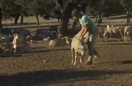 Preocupación por la lengua azul en Extremadura