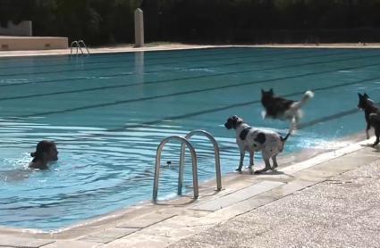 Mascotas a punto de lanzarse a la piscina