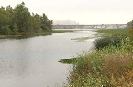 Nenúfar mexicano en Badajoz