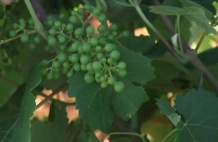 Viñedo destinado a la producción de cava