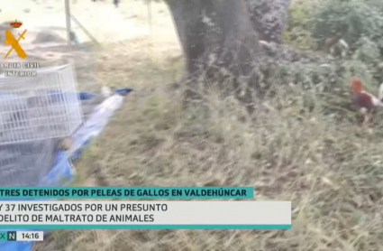 Imagen captada por la Guardia Civil de uno de los gallos empleados en las peleas