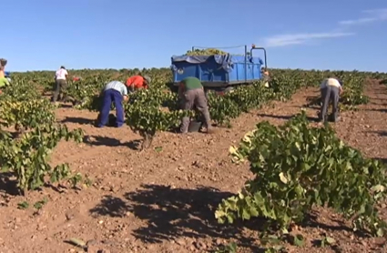 Temporeros trabajando en el campo