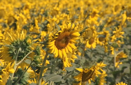 Plantación de girasoles en Extremadura.