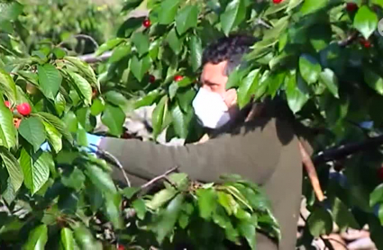 Agricultor recogiendo cerezas durante la campaña
