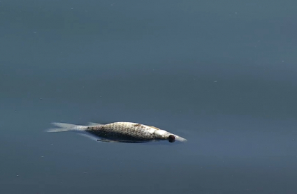 Peces muertos en el Guadiana