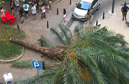 Palmera caída en Mérida