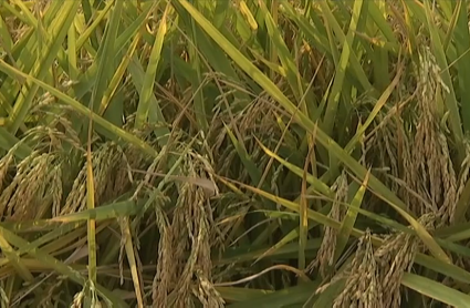 Arroz extremeño