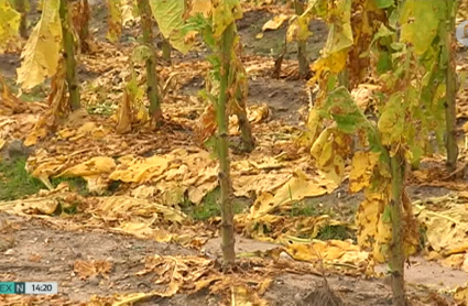 Plantas de tabaco dañadas tras las tormentas de la semana pasada
