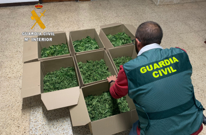 Agente de la Guardia Civil con parte de la marihuana incautada