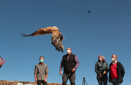 Águila Imperial Ibérica recuperada y liberada en Valencia de las Torres