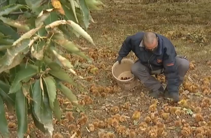Agricultor recogiendo castañas en el inicio de la campaña en la provincia de Cáceres