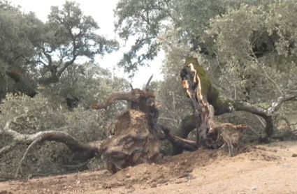 Encinas que tiró el viento en Higuera de Vargas