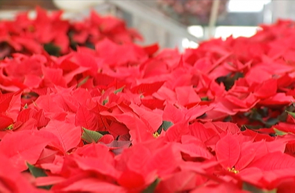 Flor de pascua