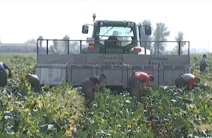 Agricultores cosechando.