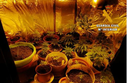 Plantación de marihuana hallada en la casa del detenido