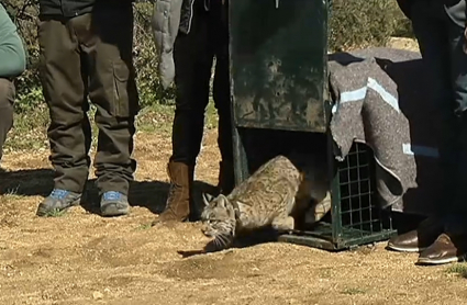 Dos linces ibéricos de Extremadura, en los Montes de Toledo