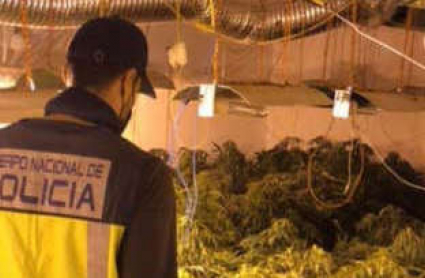 Un agente de policía observa las dimensiones de la plantación de marihuana desmantelada en Badajoz.