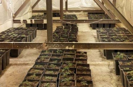 Imagen plantación marihuana en un desván
