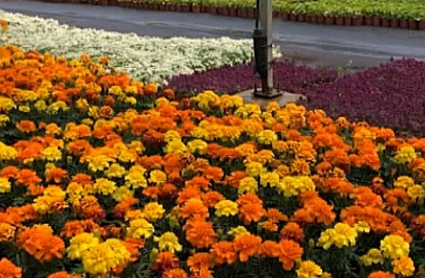 Las plantas del vivero provincial están listas para lucir en pueblos de la provincia de Cáceres