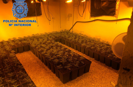 Imagen de la plantación de marihuana localizada en una parcela de Mérida 