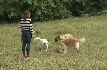 Limpieza obligatoria del orín de los perros en Cáceres