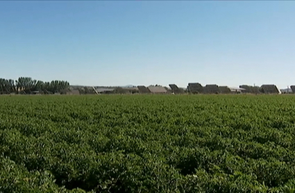 Zona cultivada con tomates.