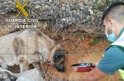 Mastín rescatado por la Guardia Civil