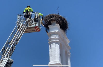 Trabajador rescatando pollo de cigüeña en la espadaña del Parador de Mérida.