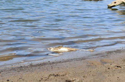 Pez muerto en el embalse de Tentudía