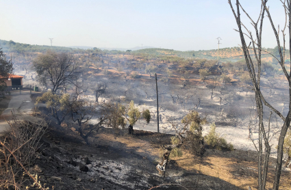 Imágenes del incendio de Guadalperal