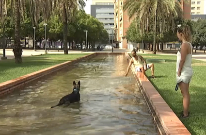 Perro bañándose en una fuente